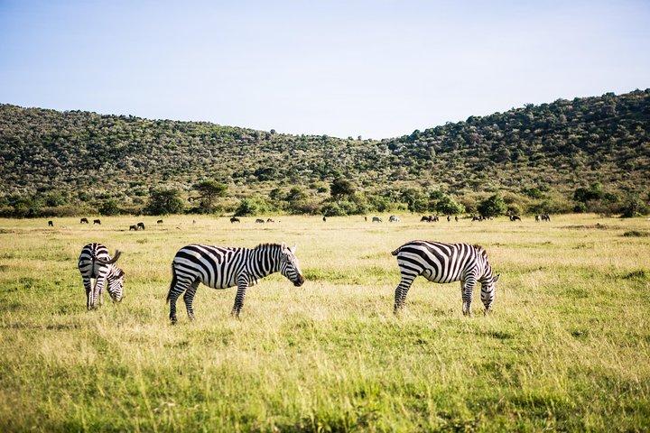 7Days Ol Pejeta, Samburu, Nakuru & Masai Mara Luxury Safari