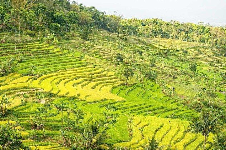 Yogyakarta: Selogriyo Rice Terraces Off The Beaten Track Trip