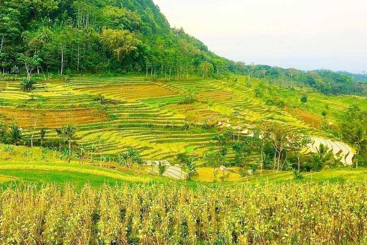 Yogyakarta: Selogriyo Rice Terraces Off The Beaten Track Trip