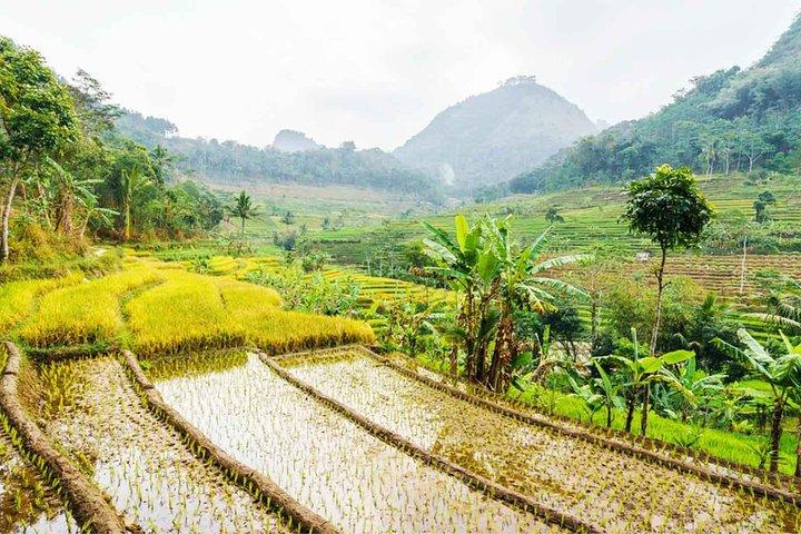 Yogyakarta: Selogriyo Rice Terraces Off The Beaten Track Trip