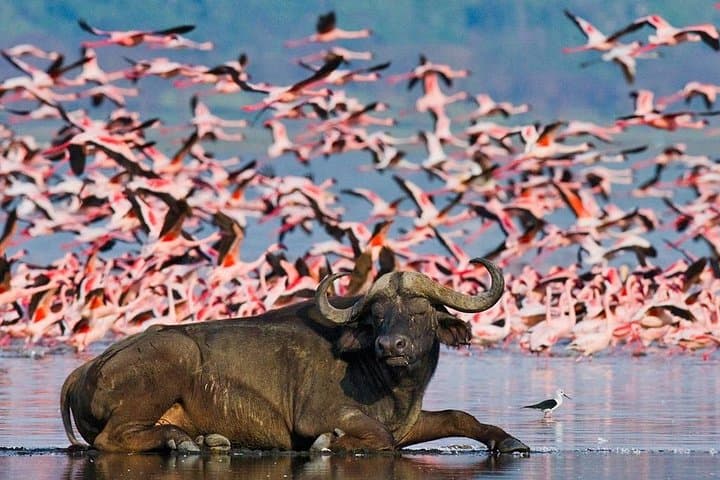 4 Days 3 Nights Samburu National Reserve & Lake Nakuru National park Safari