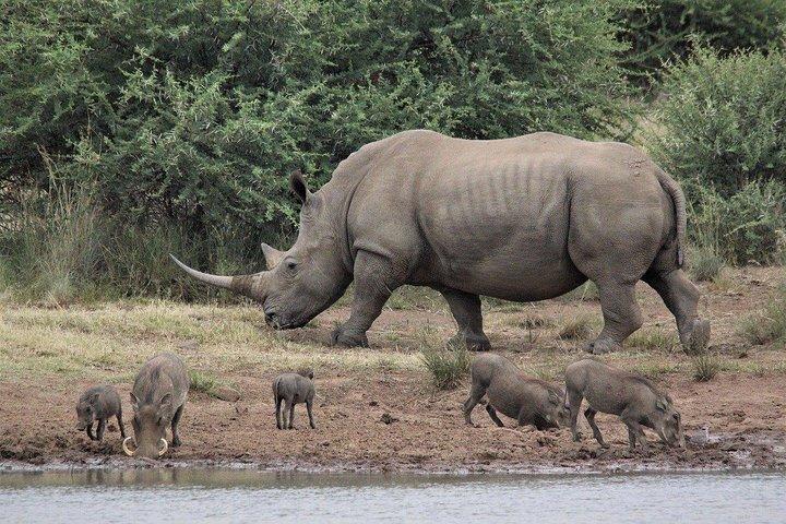3 Days Masai Mara Wildlife private safari - Mid range budget