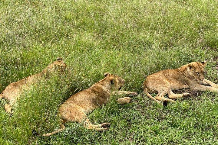 Nairobi National Park & Giraffe Centre