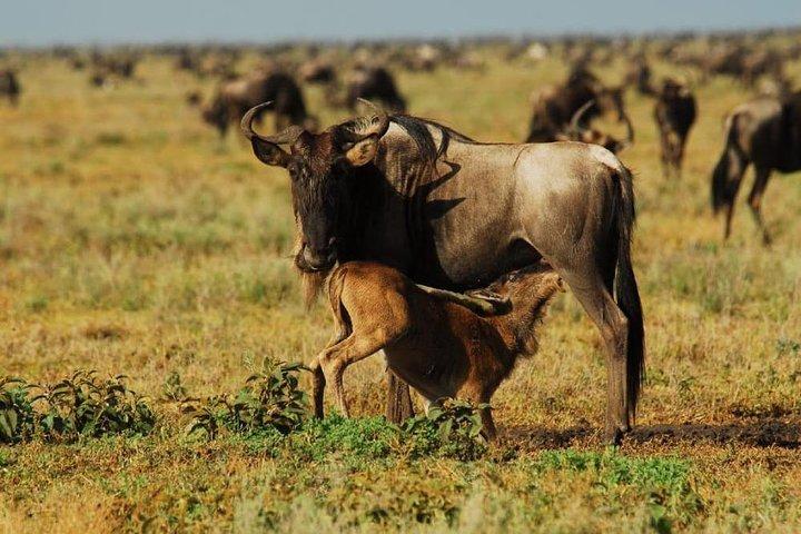 7 Days Kenya Cycling Wildlife Tour Adventure