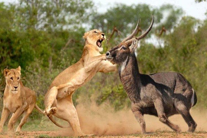 7 Days Kenya Cycling Wildlife Tour Adventure