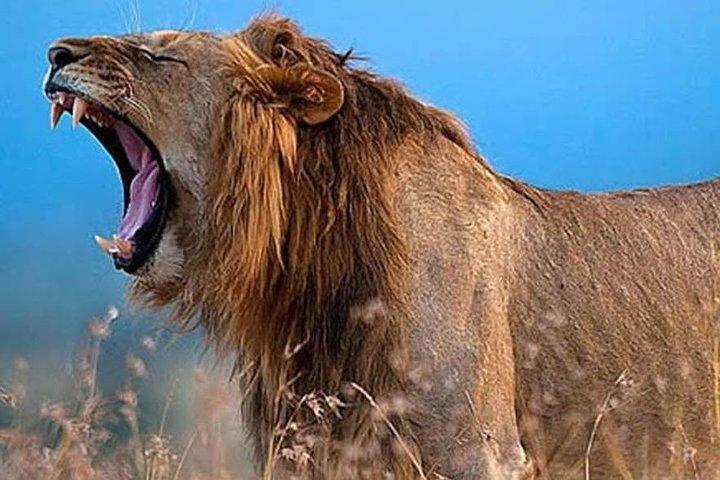 7 Days Kenya Cycling Wildlife Tour Adventure
