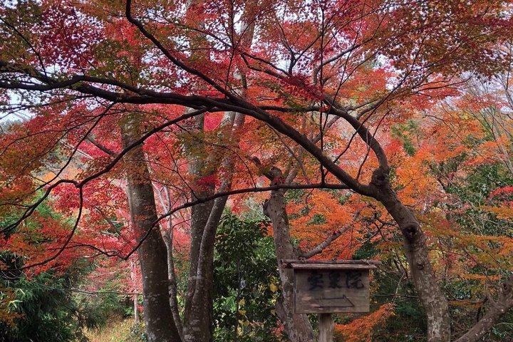 Private car tour in Kyoto (up to 4)