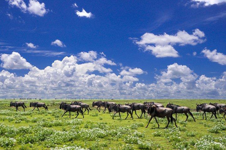 6 Days Christmas /New Year Offer Rift Valley & Masai Mara