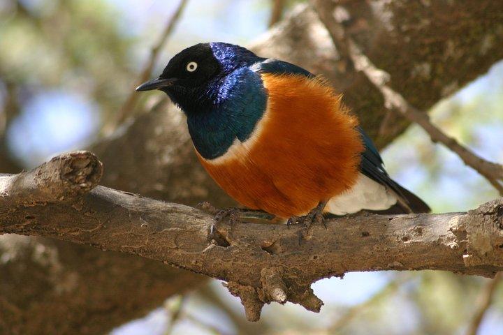 Day Trip To Arusha National Park