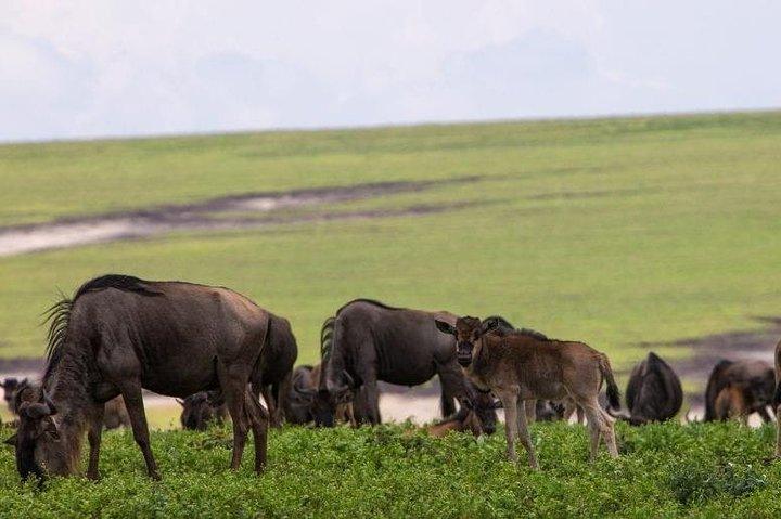 7 Days Kenya Safari Adventures