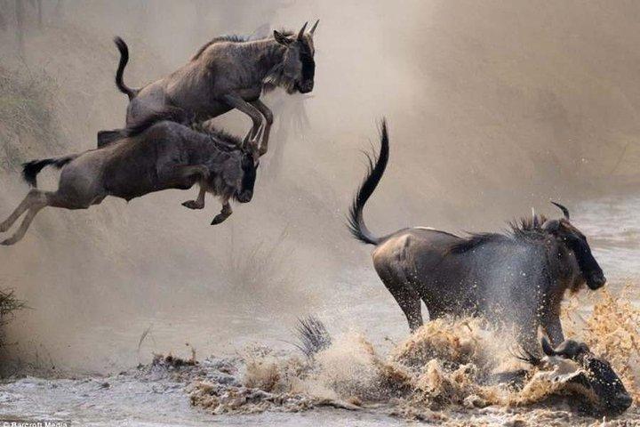 7 Days Kenya Safari Adventures
