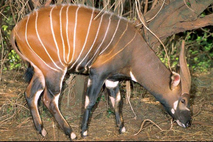 Private 5 Days Samburu National Reserve, Aberdares & Lake Nakuru Wildlife Safari