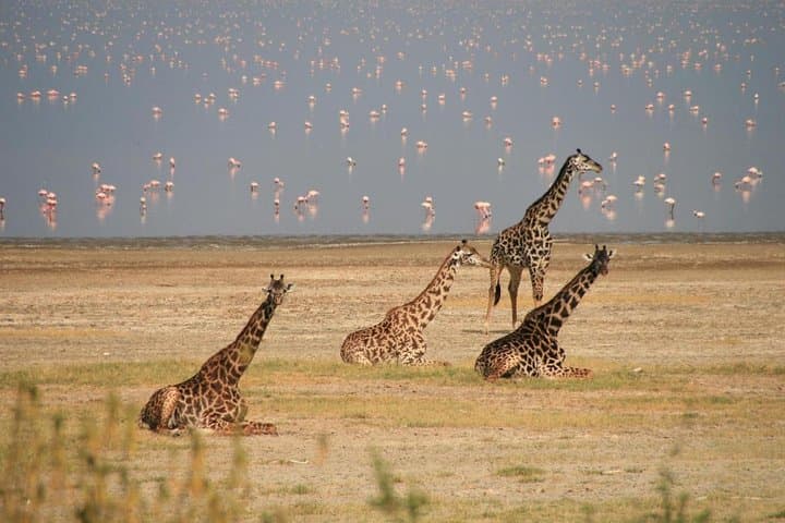 Private 5 Days Mount Kenya, Lake Nakuru & Masai Mara Wildlife Safari