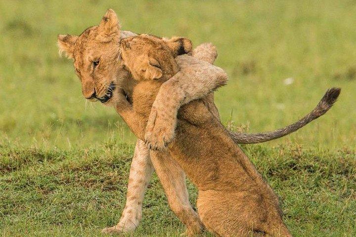 4 Days 3 Nights Serengeti National Park Tanzania Safari