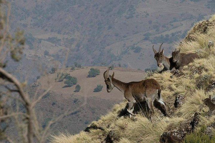 4 Days Simien Mountains Trekking