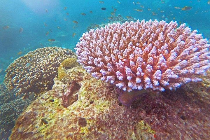 Surin Islands Snorkel Tour by SeaStar Andaman from Khao Lak