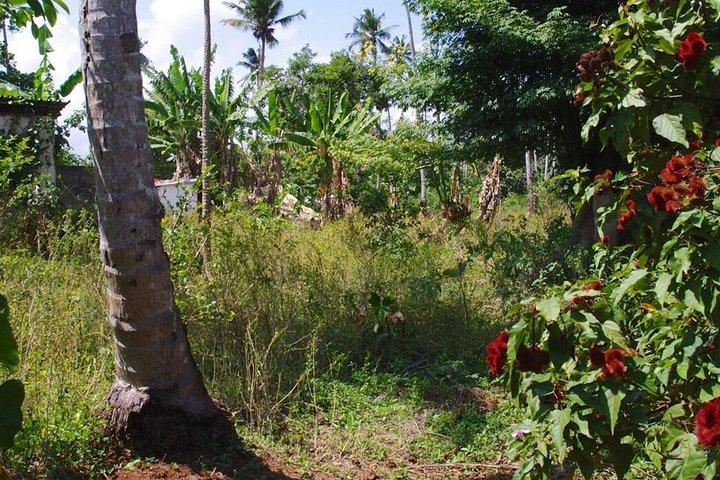 Local Cooking Class with Spice Tour in Zanzibar