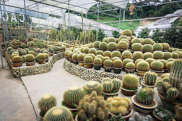 Full-day Cameron Highlands Tour