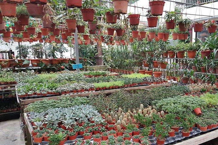 Cameron Highland Day-Trip from Kuala Lumpur