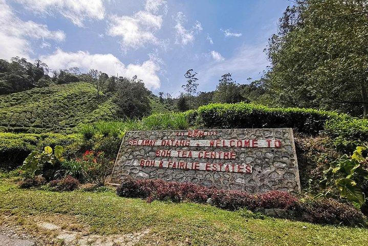 Cameron Highland Day-Trip from Kuala Lumpur