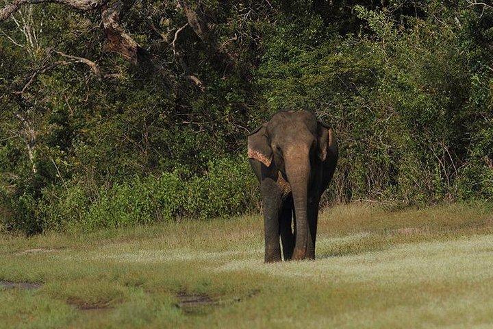All Inclusive Yala National Park Jeep Safari Day Tour from Colombo & Negombo