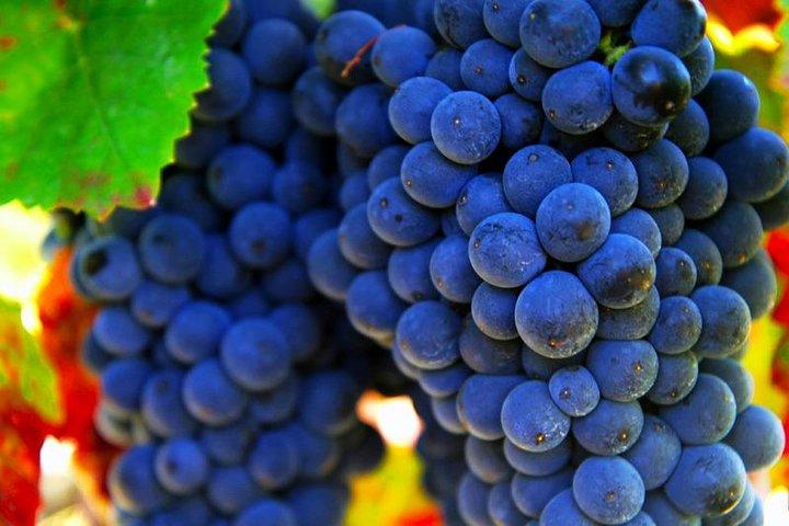 San Gimignano and Chianti Classico Wine and Food PRIVATE TOUR from SIENA