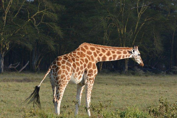 Nairobi National Park Half Day Safari.