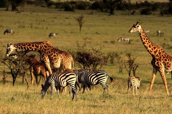3 Days Ngorongoro Crater Wildlife Camping Safari
