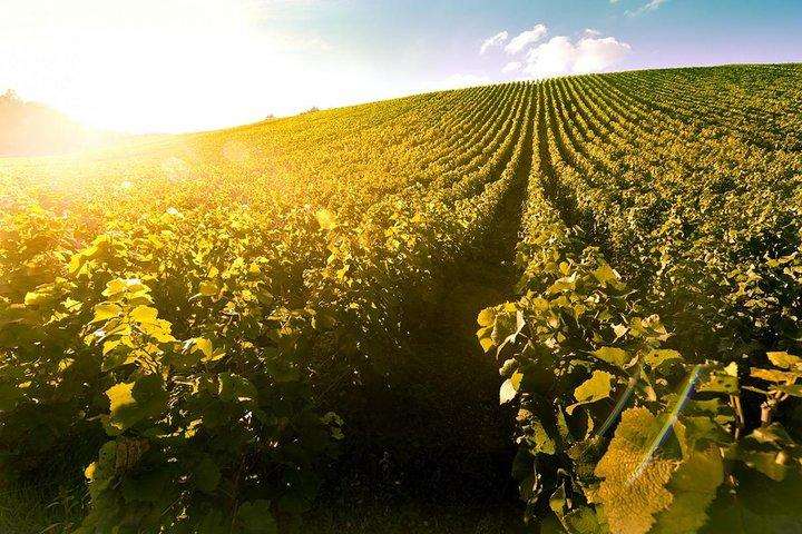Tokaj wineregion home to the worldfamous aszu, on a private tour!