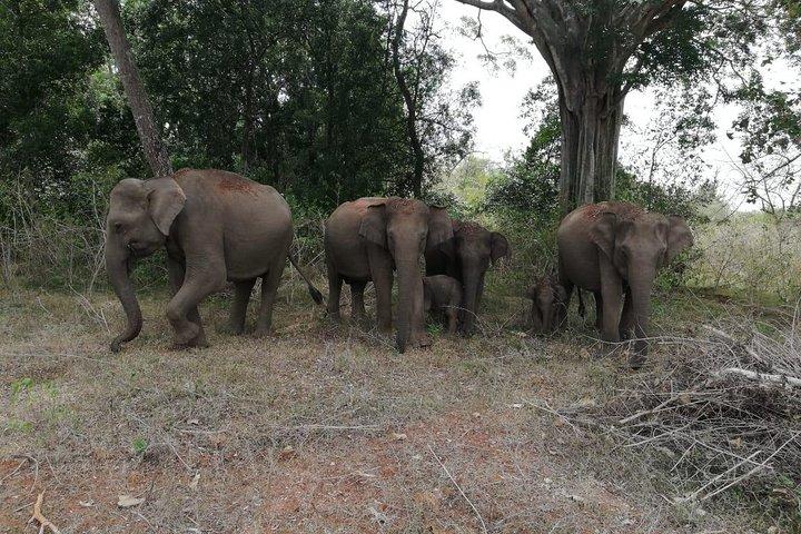 Udawalawa Safari tour - All inclusive day tour (Group)