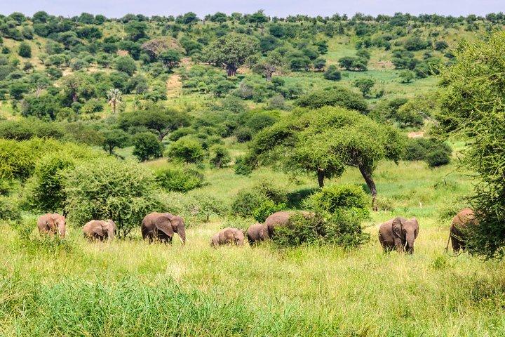 3 Days Tarangire National park Wildlife Safari