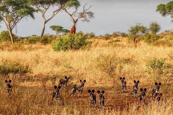 3 Days Tarangire National park Wildlife Safari