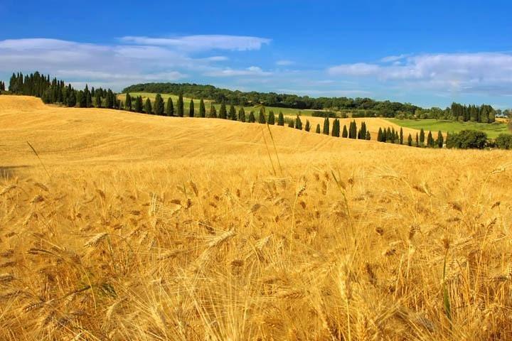 Private: Tuscany Day Tour from Rome with Optional Wine Tasting