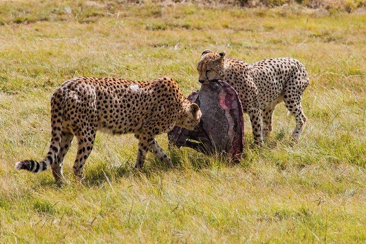 3-Days 2-nights Tanzania Private Budget Camping Safari