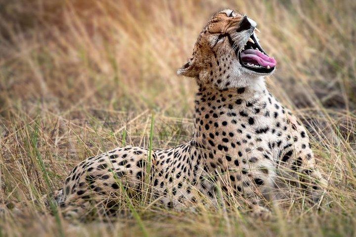 5 Days Northern Tanzania Selected Wildlife Safari