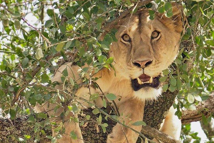 5 Days Northern Tanzania Selected Wildlife Safari