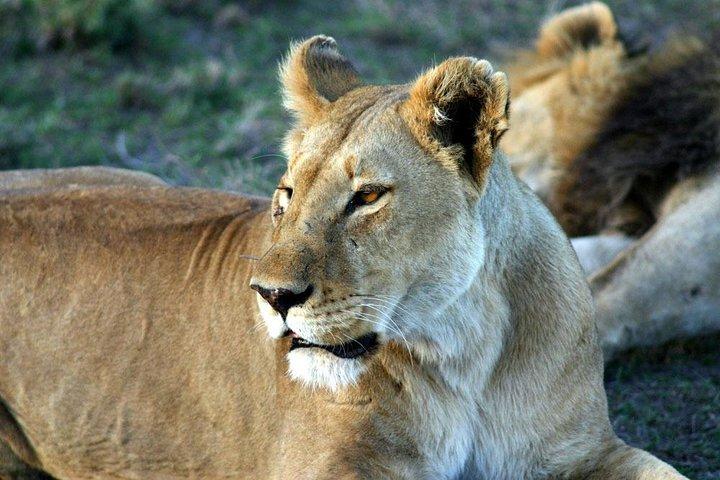 5 Days Northern Tanzania Selected Wildlife Safari