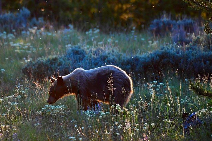 Private Yellowstone Wolf Watching & Wildlife Safari + lunch