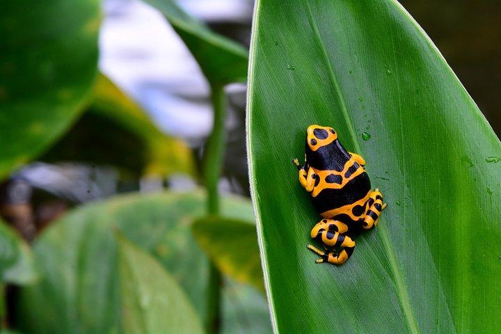 Victoria Butterfly Gardens Ticket