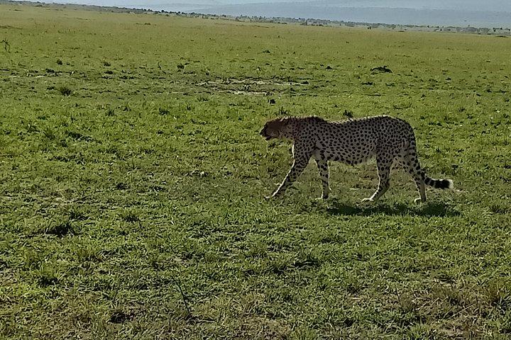 Wildlife safari & Conservation Projects