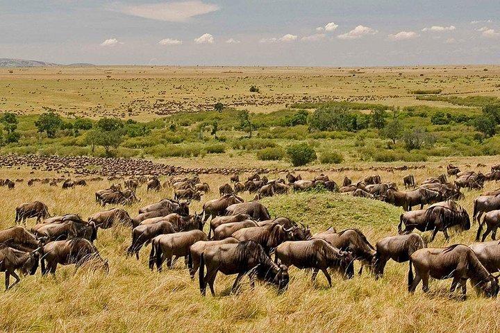 3 Days Ngorongoro Crater Wildlife Safari
