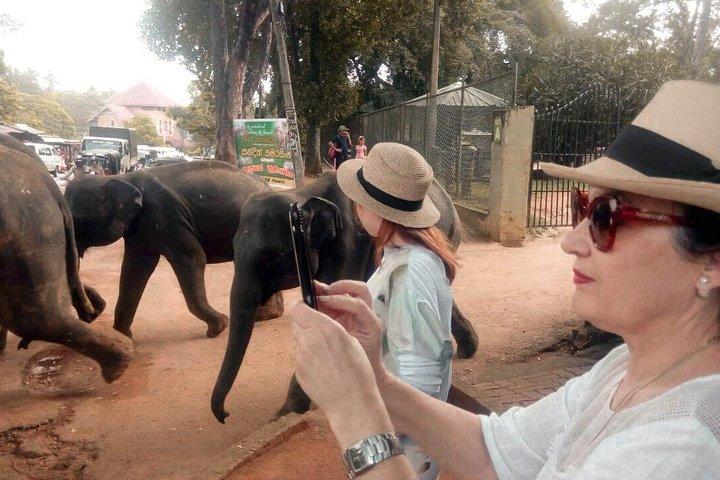 Last Kingdom of Sri Lanka from Colombo (3 Days)