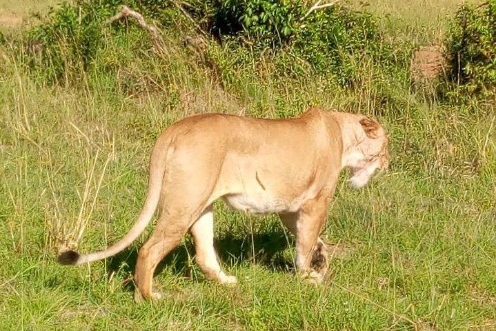 3 Days Budget Breathtaking Safari in Maasai Mara, Kenya