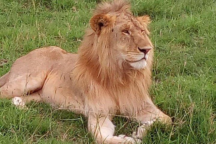 3 Days Budget Breathtaking Safari in Maasai Mara, Kenya