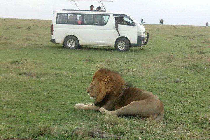 4 Days Great Migration Maasai Mara and Lake Nakuru Safari in Kenya