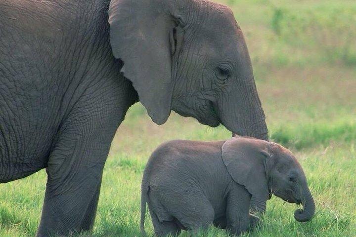 Safari in Tanzania 5 days: Manyara, Ngorongoro, Serengeti