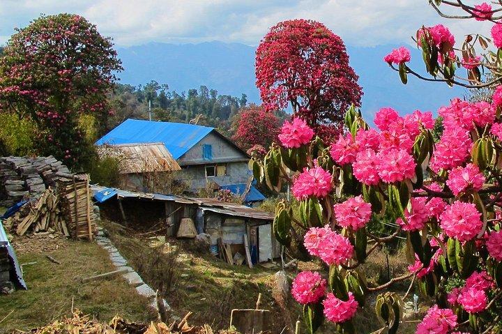 4-Day Private Poon Hill Trekking Tour