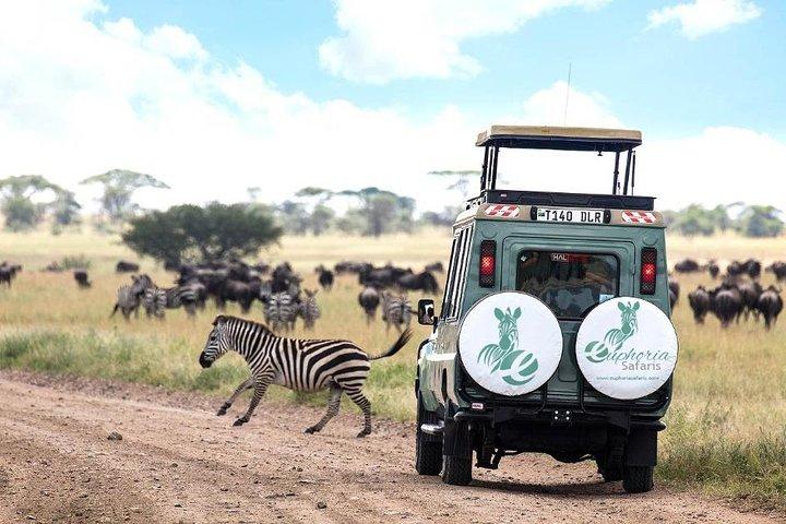 7 Days Luxury Tanzania Wildlife Safari