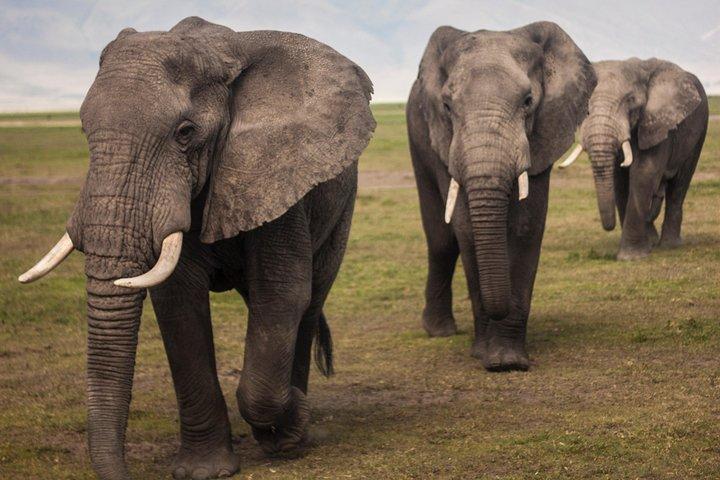 7 Days Luxury Tanzania Wildlife Safari