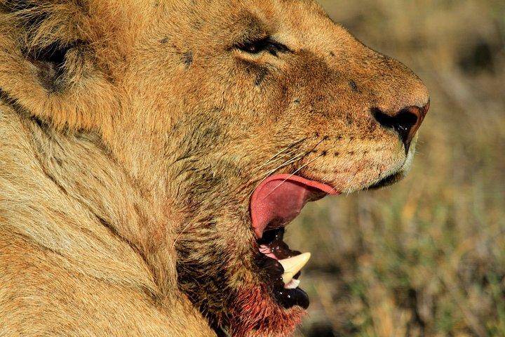 7 Days Luxury Tanzania Wildlife Safari